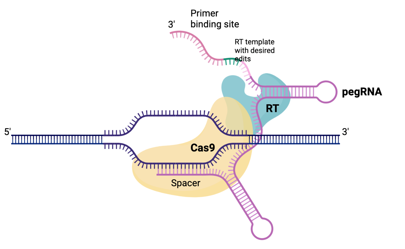 animated CRISPR model